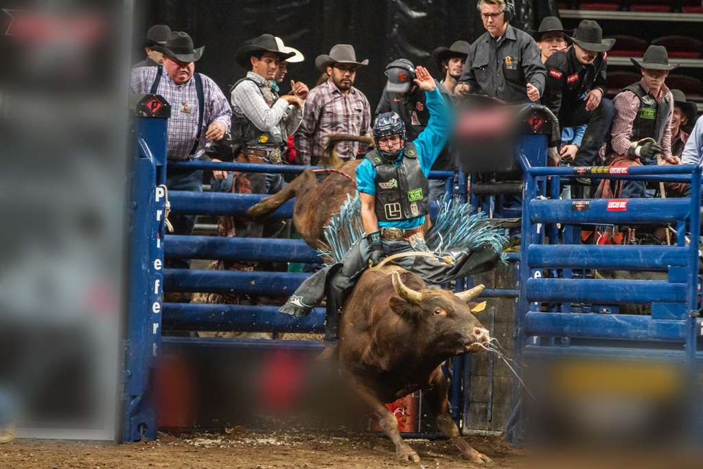 A bull rider is riding in front of the crowd.